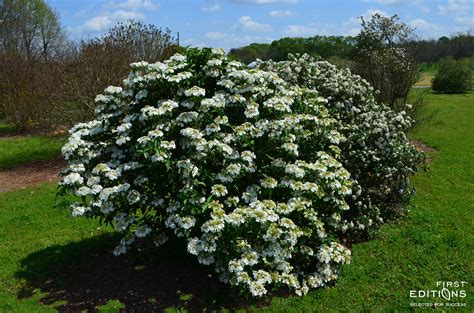 Embracing Lacy May: A Comprehensive Guide to the Delicate and Enchanting Laceleaf Viburnum