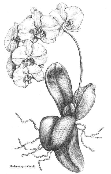 Embracing the Art of Orchid Drawing