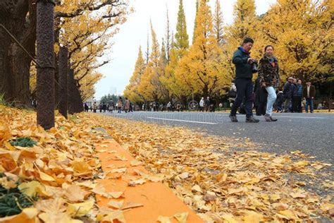 Embracing the Autumnal Splendor: A Guide to Koyo Ozaki and Its Enchanting Colors