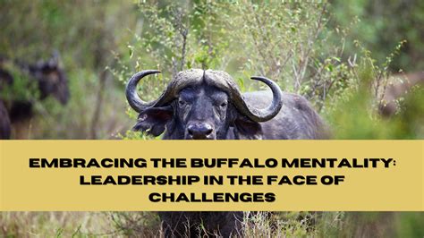 Embracing the Buffalo Mentality