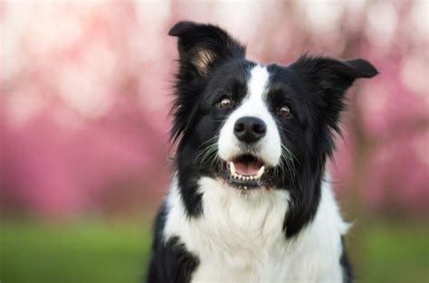 Embracing the Charms of Black and White Dog Breeds: A Comprehensive Guide