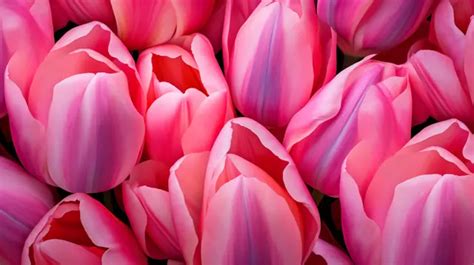 Embracing the Essence of Tulip Pink