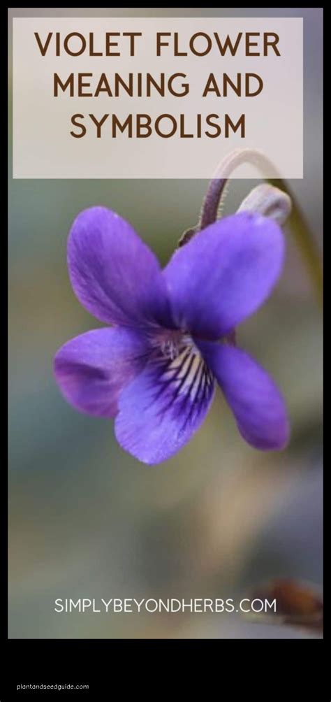 Embracing the Gregory Violet: A Symbol of Hope, Perseverance, and Resilience