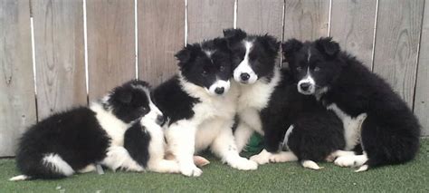 Embracing the Heartfelt Mission: Border Collie Puppy Rescue