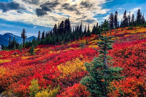 Embracing the Heritage of Mount Rainier