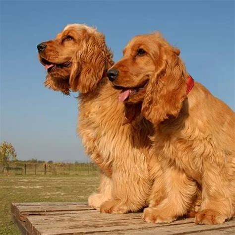 Embracing the Joyous Companionship of the Cocker Spaniel Inglés: A Comprehensive Guide to This Beloved Breed