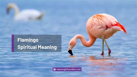 Embracing the Majestic Beauty of the Flamingo's Shield: