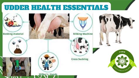 Embracing the Science and Art of Udders: A Comprehensive Guide to Udder Health and Beauty