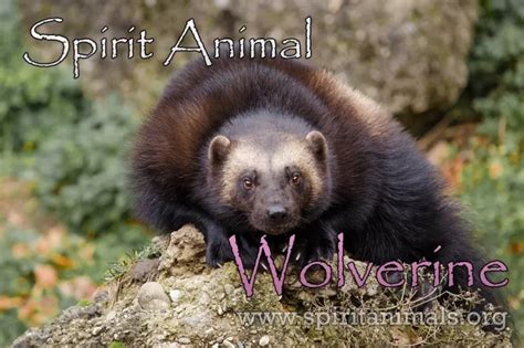 Embracing the Wolverine Spirit: Significance and Benefits