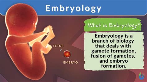 Embryology Kindle Editon