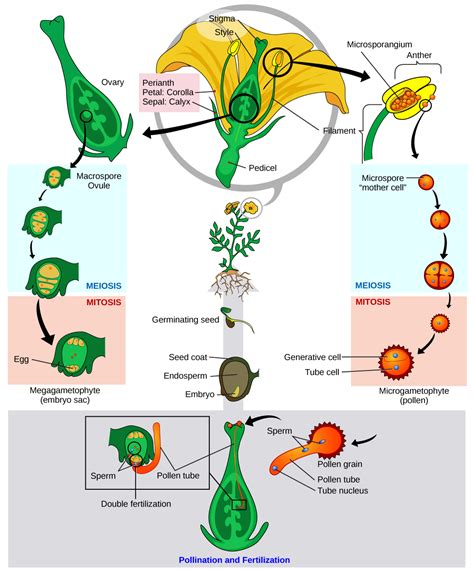 Embryology of Angiosperms PDF
