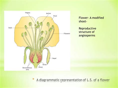 Embryology of Angiosperms PDF