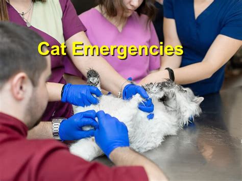 Emergency Care for Cats: A Comprehensive Guide for Feline Emergencies