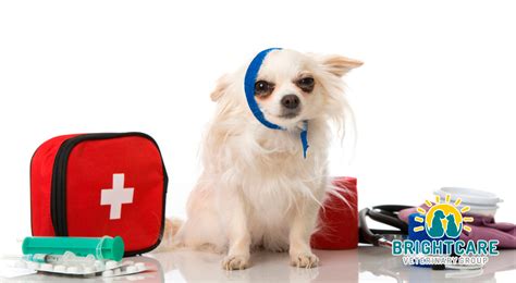 Emergency Veterinary Care: When to Seek Immediate Help