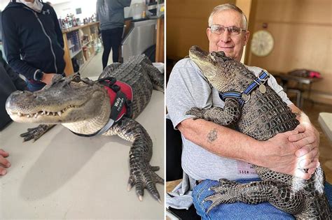 Emotional Support Alligators for Sale: A Comprehensive Guide for Alligator Enthusiasts