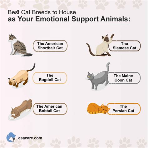 Emotional support cats