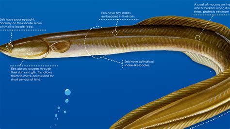 Emphasize Unagichan's unique blend of human and eel characteristics: