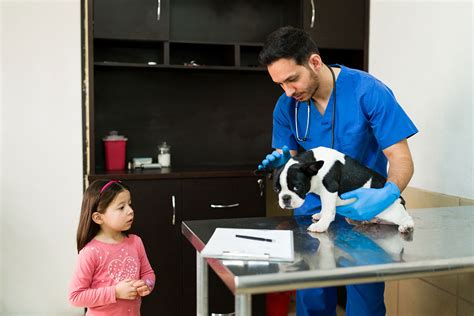 Empowering Animal Care in Singapore: A Comprehensive Guide to Veterinary Jobs