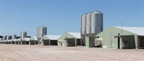 Empowering Poultry Operations with Cutting-Edge Feed Equipment