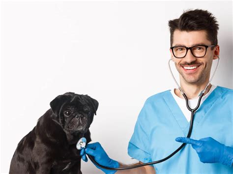 Empowering Veterinarians: Access to Comprehensive Patient Data