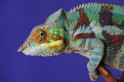 Empowering Your Inner Chameleon