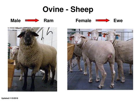 Empowering the Ewe: A Comprehensive Guide to the Female Ram