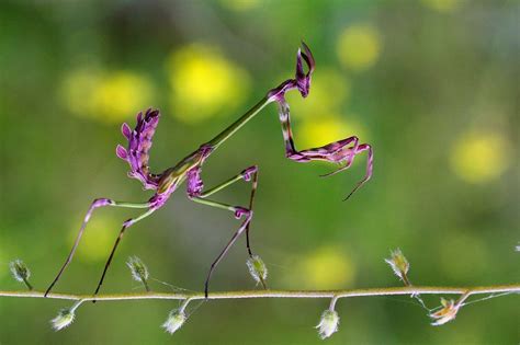 Empusa fasciata