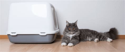 Enclosed Kitty Litter Box: A Comprehensive Guide to Choosing and Maintaining