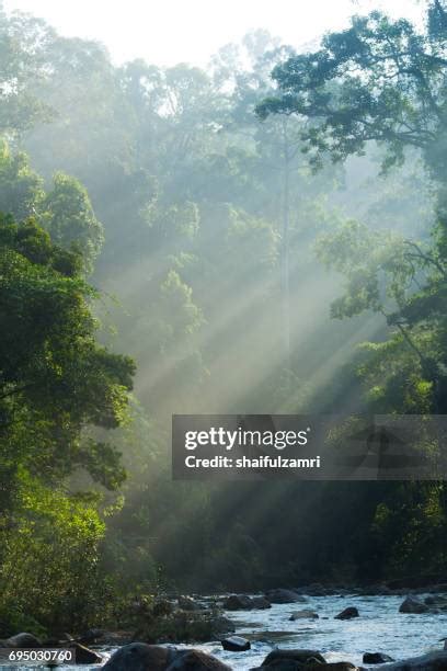 Endau Rompin: 8,792 Hectares of Untamed Malaysian Rainforest