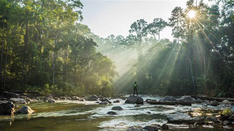 Endau Rompin National Park: 10,000 Acres of Unparalleled Biodiversity