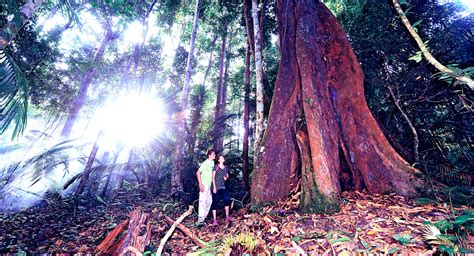 Endau Rompin National Park: A Journey into the Heart of Malaysia's Oldest Forest