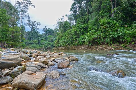 Endau Rompin National Park: A Thriving Biodiversity Hotspot