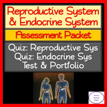 Endocrine And Reproductive System Packet Answer PDF