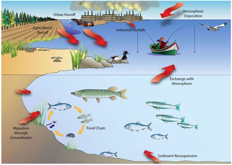 Endocrine Disruption in Fish Reader