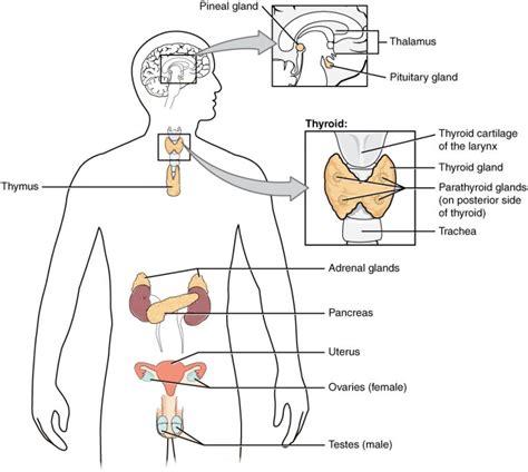 Endocrine Physiology Reader