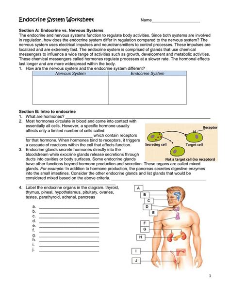 Endocrine System And Reproduction Workbook Answers Kindle Editon