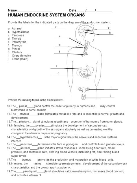 Endocrine System Answers Prentice Hall PDF