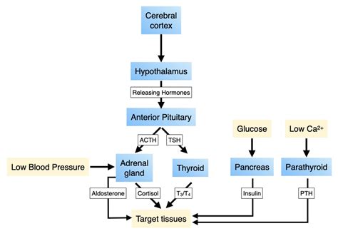 Endocrine System Flow Chart