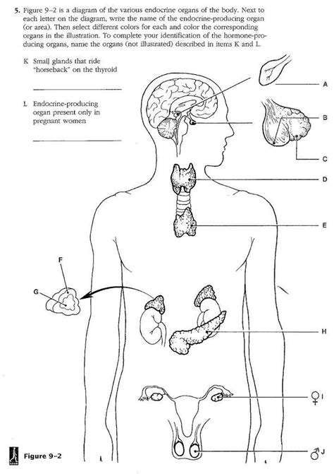 Endocrine System Workbook Answer Key Kindle Editon