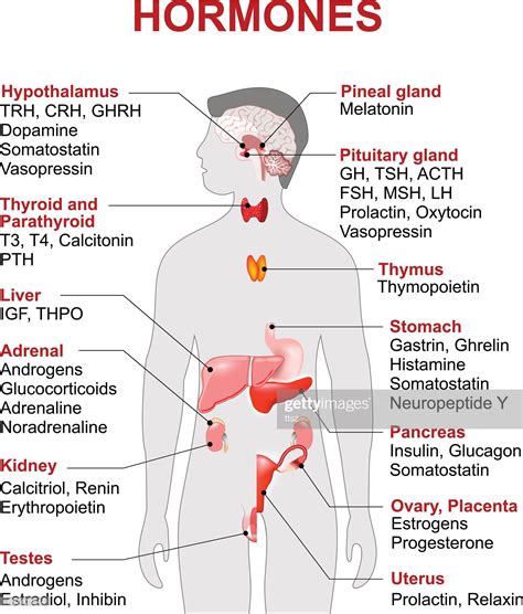 Endocrinology Hormones and Human Health Kindle Editon