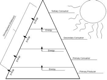 Energy Pyramid Answer Key Reader