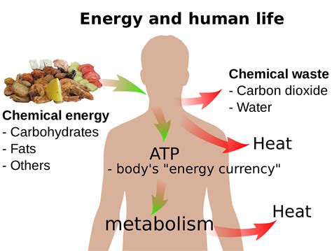 Energy Sources for Cells Doc