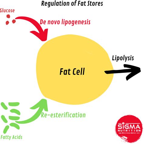 Energy into Calories: A Comprehensive Guide to Understanding the Conversion