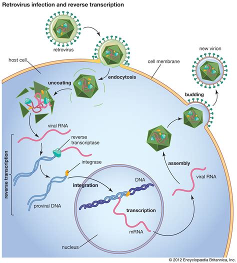 Engineering Databases Retroviruses Kindle Editon