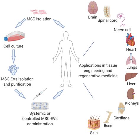 Engineering of Stem Cells Kindle Editon