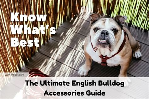 English Bulldog Shirts: Your Ultimate Guide to Comfort and Style