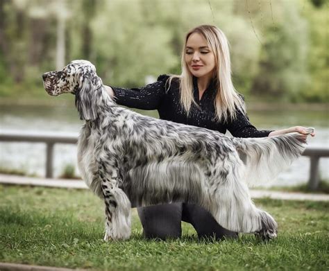 English Setters Retractable Including More Reader