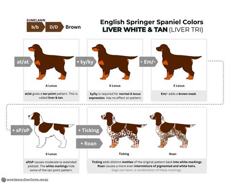 English Springer Spaniel Color Chart