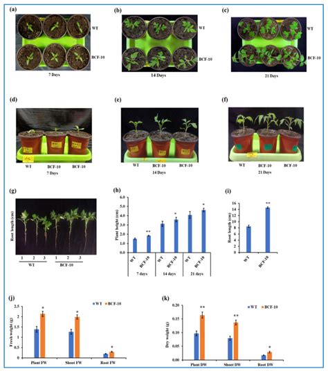 Enhanced Chlorophyll Production: