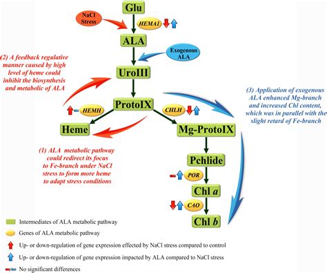 Enhanced Chlorophyll Synthesis: